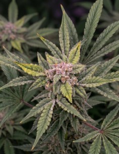 Semillas 91 Bananas Auto (Night Owl) 🍌 Potente Tropical