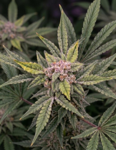 Semi 91 Bananas Auto (Night Owl) 🍌 Tropicale Intensa