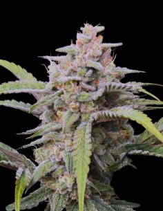 Semillas Banana OG F4 Auto (Night Owl) 🌴 Tropical Intenso