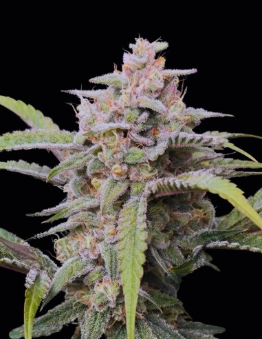 Semillas Banana OG F4 Auto (Night Owl) 🌴 Tropical Intenso