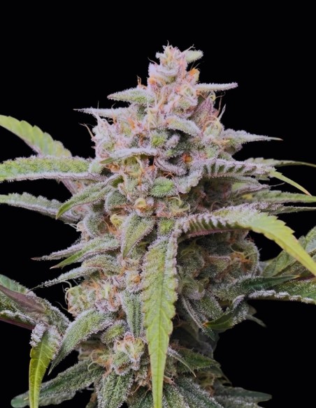 Semillas Banana OG F4 Auto (Night Owl) 🌴 Tropical Intenso