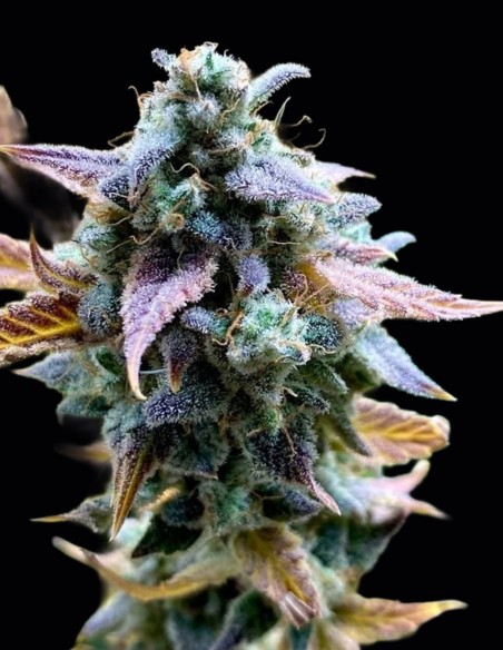 Semi Bruce Bananas Auto (Night Owl) 🍌 Banana Ghiacciata