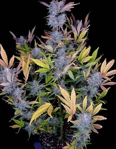 Semi Bruce Bananas Auto (Night Owl) 🍌 Banana Ghiacciata