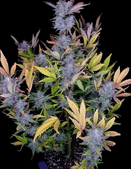 Semi Bruce Bananas Auto (Night Owl) 🍌 Banana Ghiacciata