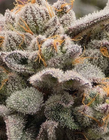 Semi Bruce Bananas Auto (Night Owl) 🍌 Banana Ghiacciata