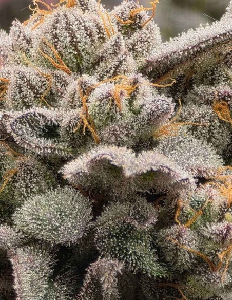Semi Bruce Bananas Auto (Night Owl) 🍌 Banana Ghiacciata