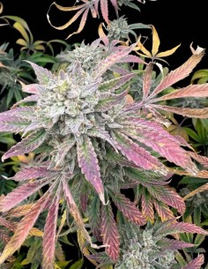 Semillas Magician's Alliance Auto (Night Owl) 🧙 Potente