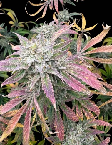 Semillas Magician's Alliance Auto (Night Owl) 🧙 Potente