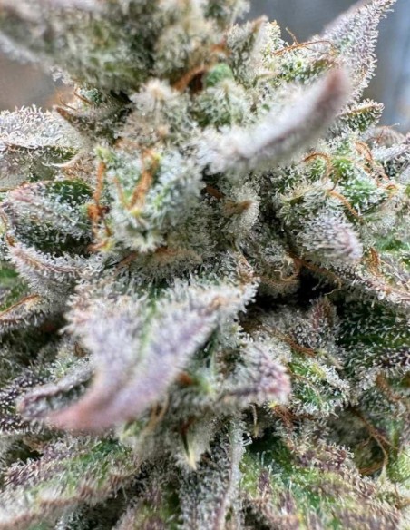 Semillas Magician's Alliance Auto (Night Owl) 🧙 Potente