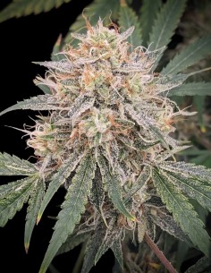 Banana Isle Auto Seeds (Night Owl) ⚡ Energetic