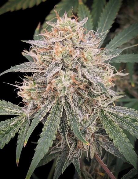 Banana Isle Auto Seeds (Night Owl) ⚡ Energetic