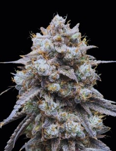 Semillas Banana Milk & Qookies Auto (Night Owl) 🍪 Potente