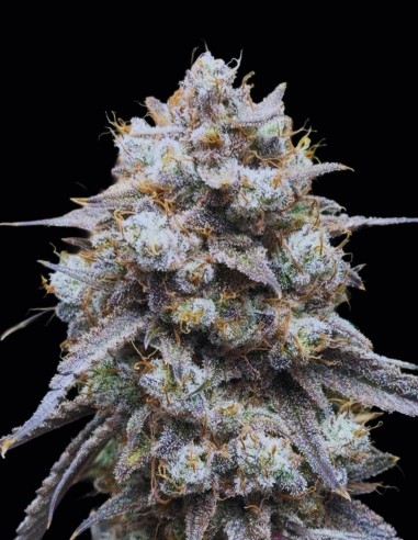 Semi Banana Milk & Qookies Auto (Night Owl) 🍪 Intensa