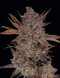 Semillas Purple Banana Popesicle Auto (Night Owl) ❄️ Escarchada