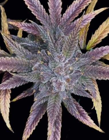 Semi Purple Banana Popesicle Auto (Night Owl) ❄️ Ghiacciata