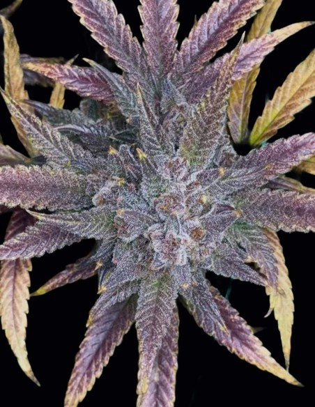 Semi Purple Banana Popesicle Auto (Night Owl) ❄️ Ghiacciata