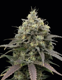 Semillas Queen's Bananner Popesicle Auto (Night Owl) ⚡ Potente