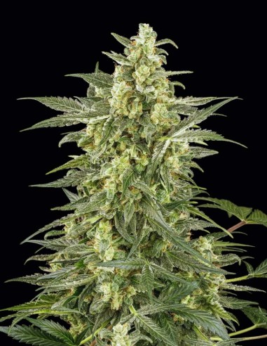 Mighty Dwarf Auto
