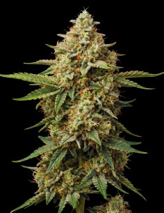 Mazar Seeds (Bulk Legacy) 🌿 Legendary Hash Plant