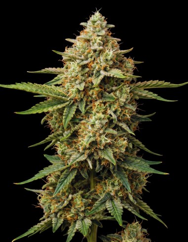 Mazar Seeds (Bulk Legacy) 🌿 Legendary Hash Plant