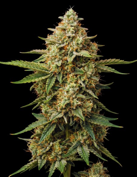 Mazar Seeds (Bulk Legacy) 🌿 Legendary Hash Plant