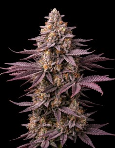 Semi Blueberry (Bulk Legacy) 🍒 Leggenda Dolce ai Frutti