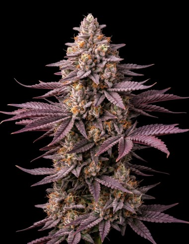 Semi Blueberry (Bulk Legacy) 🍒 Leggenda Dolce ai Frutti