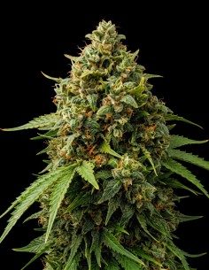 Power Plant Seeds (Bulk Legacy) ⚡ Energetic High