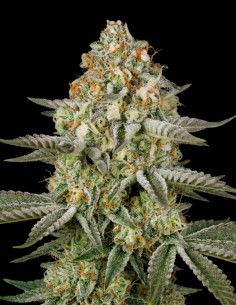 Great White Shark Seeds (Bulk Legacy) 🌿 Classic Relaxing