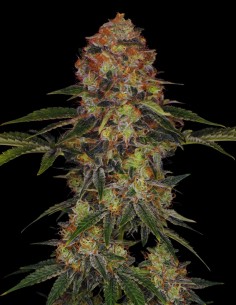 Shiskaberry Seeds (Bulk Legacy) 🍒 Sweet Relaxation