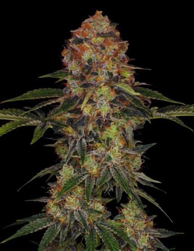 Shiskaberry Seeds (Bulk Legacy) 🍒 Sweet Relaxation