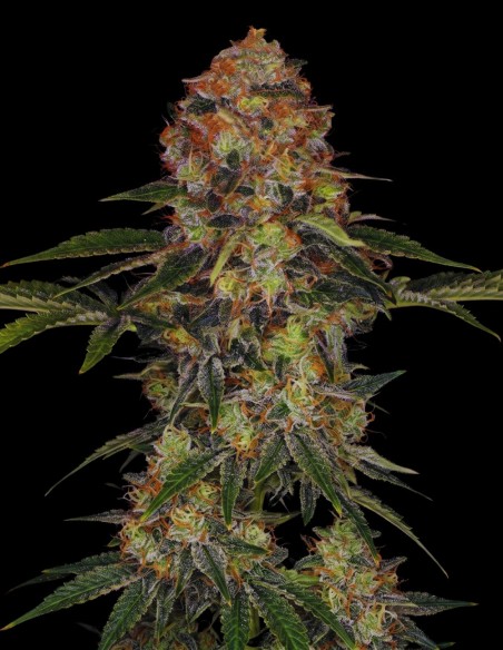 Shiskaberry Seeds (Bulk Legacy) 🍒 Sweet Relaxation
