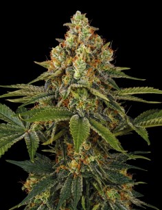Shiskaberry Auto Seeds (Bulk Legacy) 🍒 Fruity Relaxing