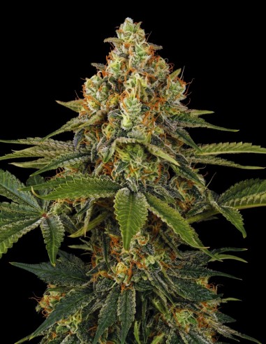 Shiskaberry Auto Seeds (Bulk Legacy) 🍒 Fruity Relaxing