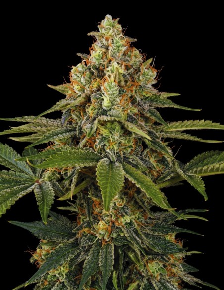 Shiskaberry Auto Seeds (Bulk Legacy) 🍒 Fruity Relaxing