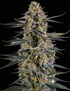 Iced Sangria Triploid F1 Seeds (Growers Choice) 🌴 Tropical