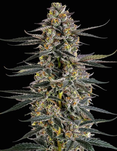 Graines Iced Sangria Triploid F1 (Growers Choice) 🌴 Tropicale