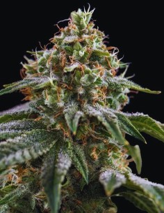 The Rascal Triploid Samen (Triploid Genetics) 💥 34% THC-Power