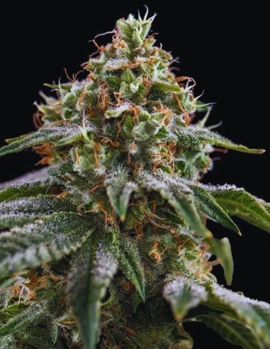 The Rascal Triploid Samen (Triploid Genetics) 💥 34% THC-Power