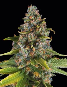 Summer Sweet Triploid Samen (Triploid Genetics) 🍦 36% THC