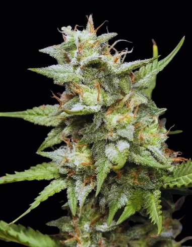 Fruity Forest Triploid Samen (Triploid Genetics) 🍒 Hoher THC-Gehalt