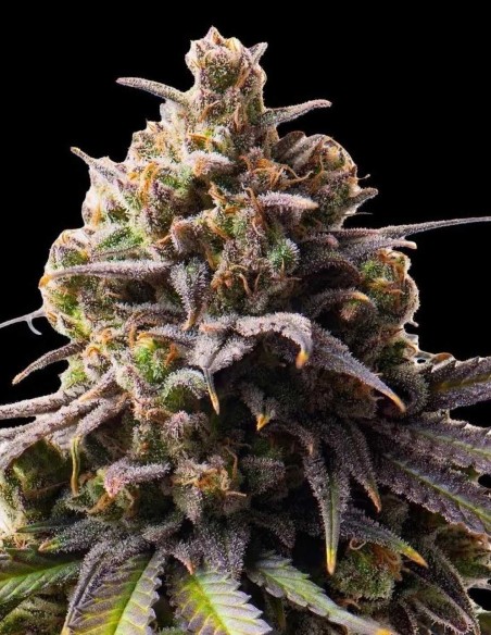 Semi Tahitian Tingle Triploid (Triploid Genetics) 🌿 Alto THC
