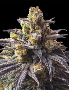 Sweetheart Triploid Samen (Triploid Genetics) 🌿 Massive Erträge