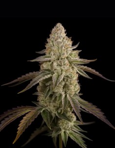 Banana Velvet OG Triploid Samen (Triploid Genetics) 🍌 Süß