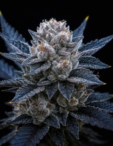 Guava Ice Cream Triploid Samen (Triploid Genetics) 🌴 Exotisch