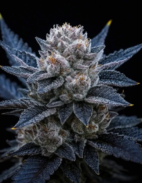 Guava Ice Cream Triploid Samen (Triploid Genetics) 🌴 Exotisch