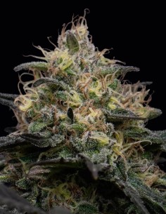 Silly Hills Triploid Samen (Triploid Genetics) 🌿 35% THC