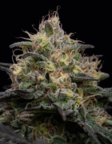 Semi Silly Hills Triploid (Triploid Genetics) 🌿 35% THC
