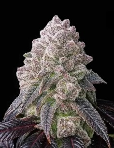 Tropical Sherbberry Triploid Samen 🍒 (Triploid Genetics)
