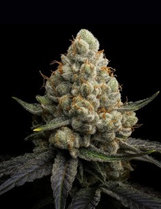 Sunshine Citrus Triploid Samen (Triploid Genetics) 🍊 Süß